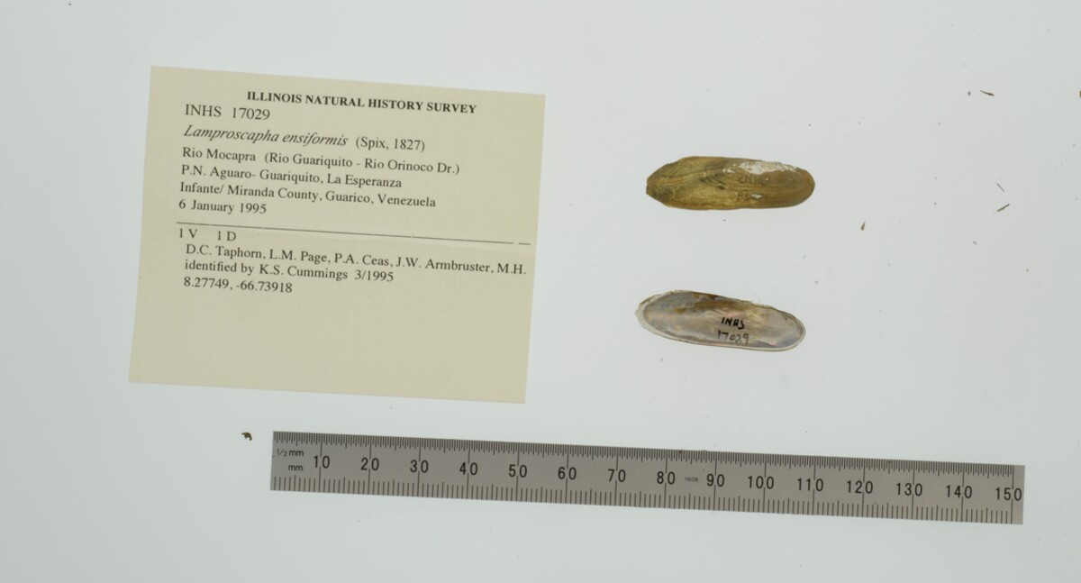Lamproscapha ensiformis image