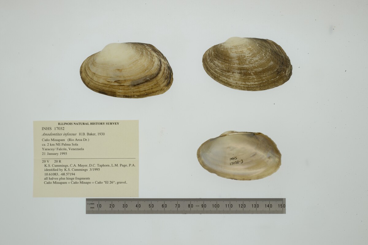 Anodontites infossa image