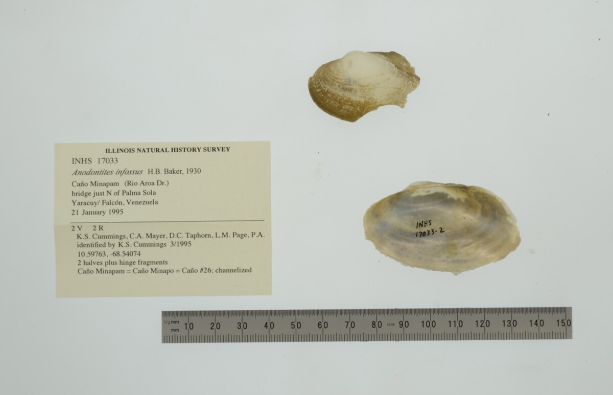 Anodontites infossa image