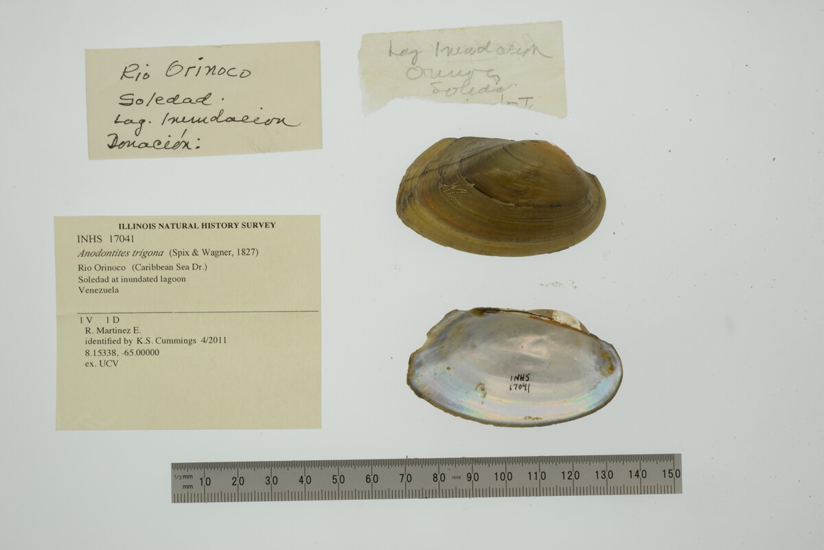 Anodontites trigona image