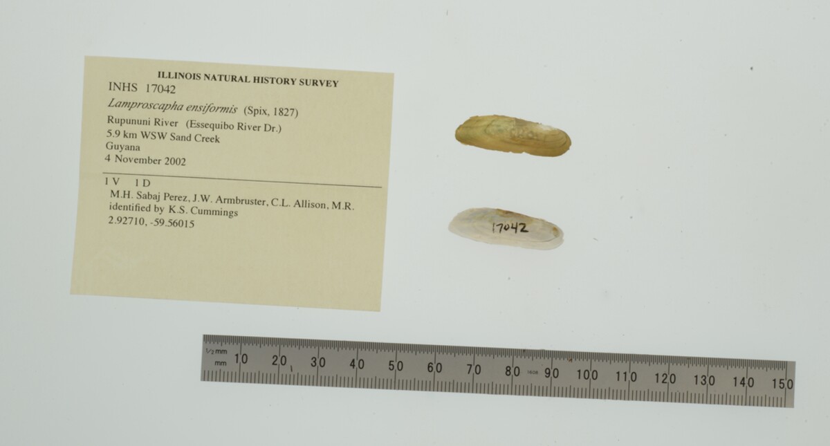 Lamproscapha ensiformis image
