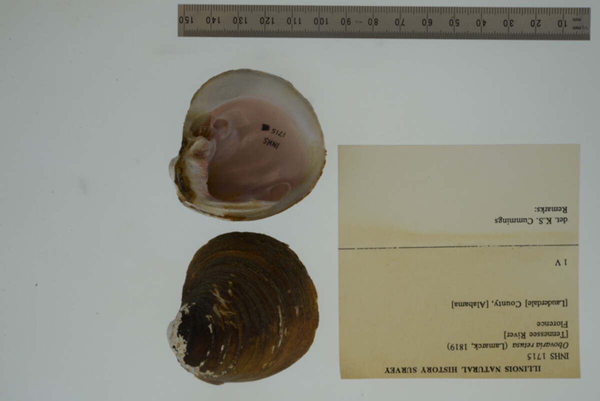 Obovaria retusa image
