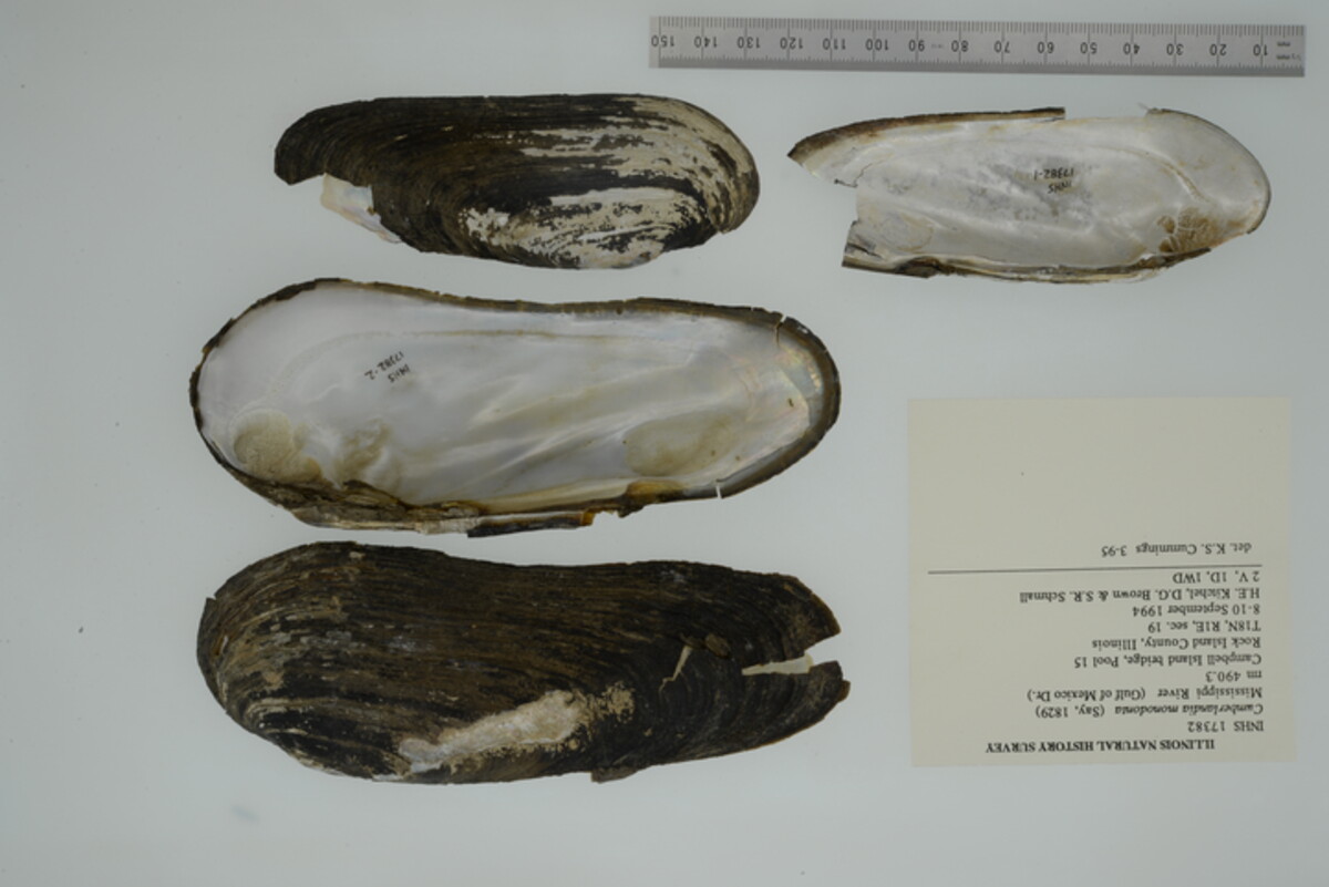 Margaritifera image