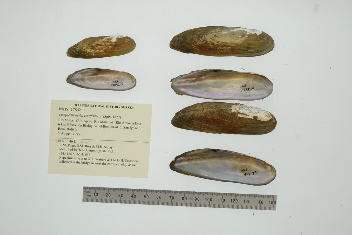Lamproscapha image