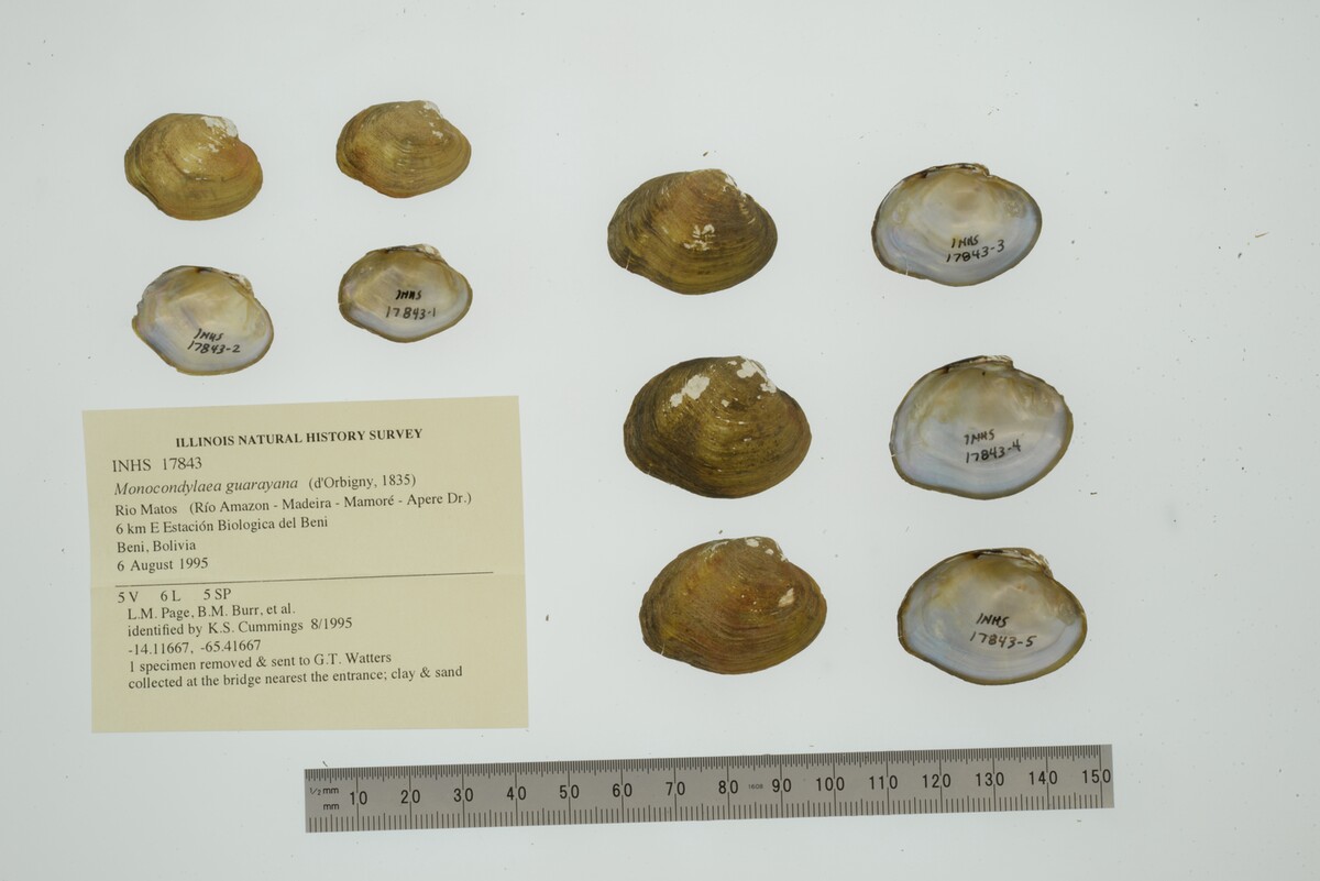 Monocondylaea guarayana image