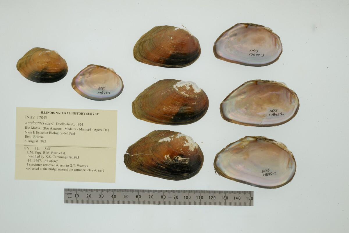 Anodontites trigona image