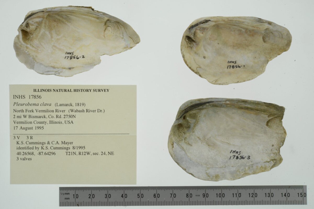 Pleurobema image
