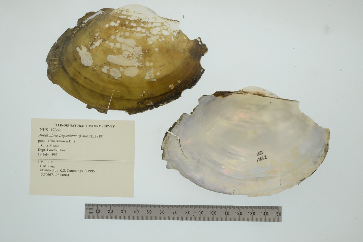 Anodontites trapesialis image