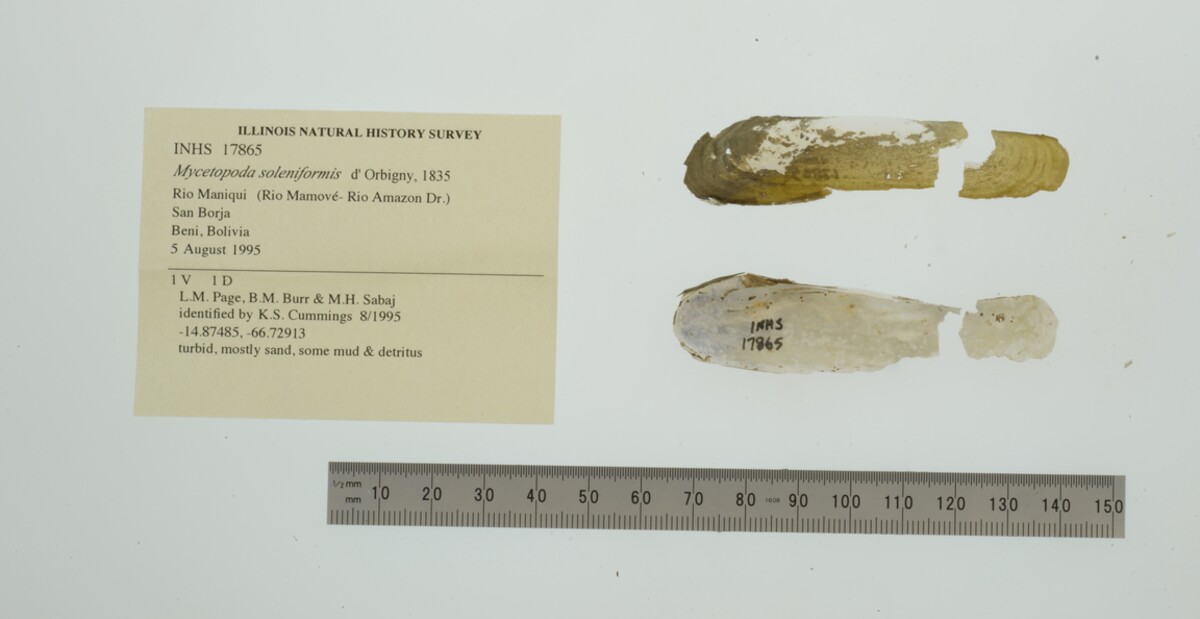 Mycetopodinae image
