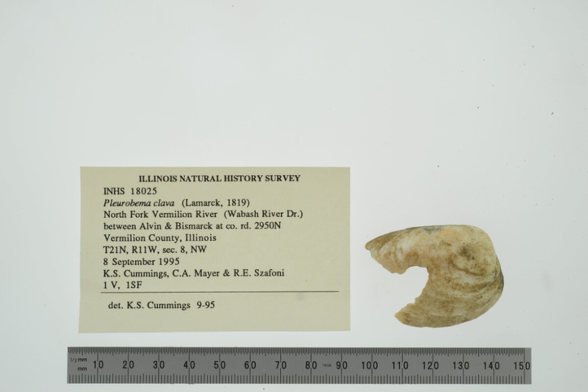 Pleurobema image