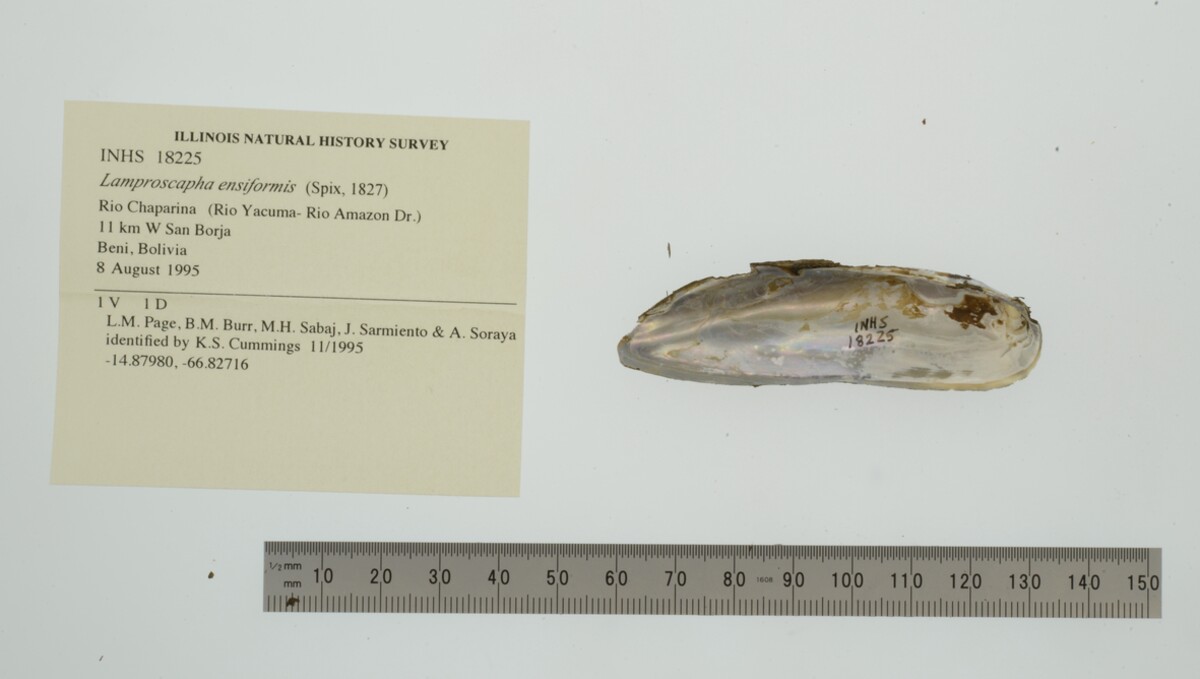Lamproscapha ensiformis image