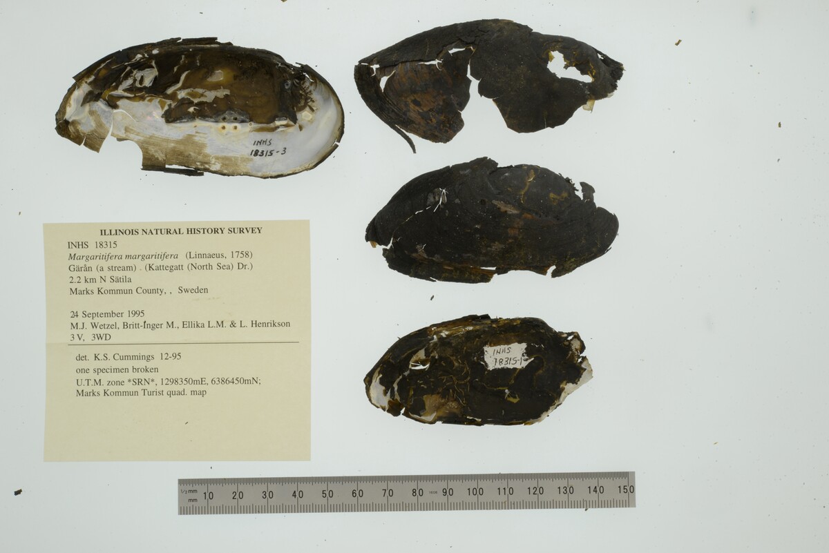 Margaritifera margaritifera image