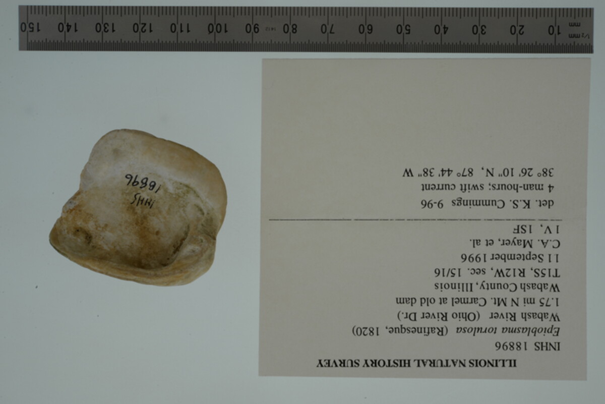 Epioblasma torulosa image