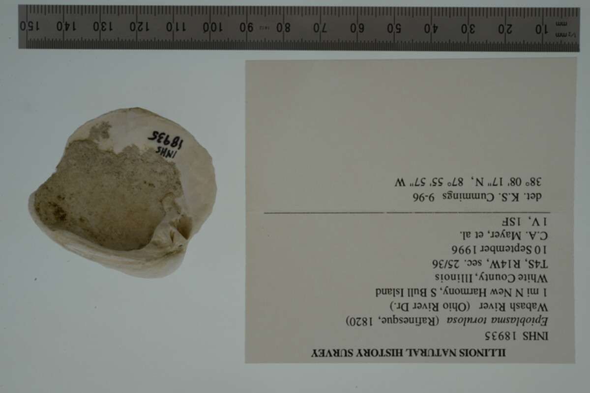 Epioblasma torulosa image