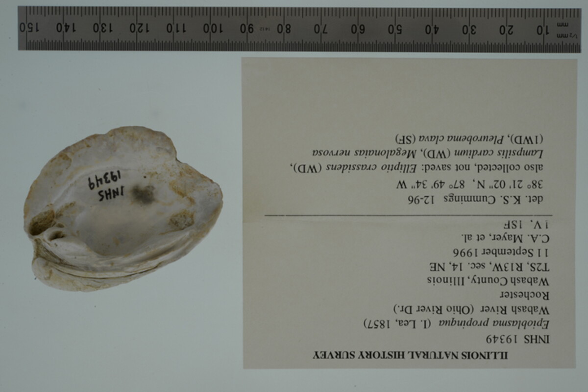 Epioblasma image