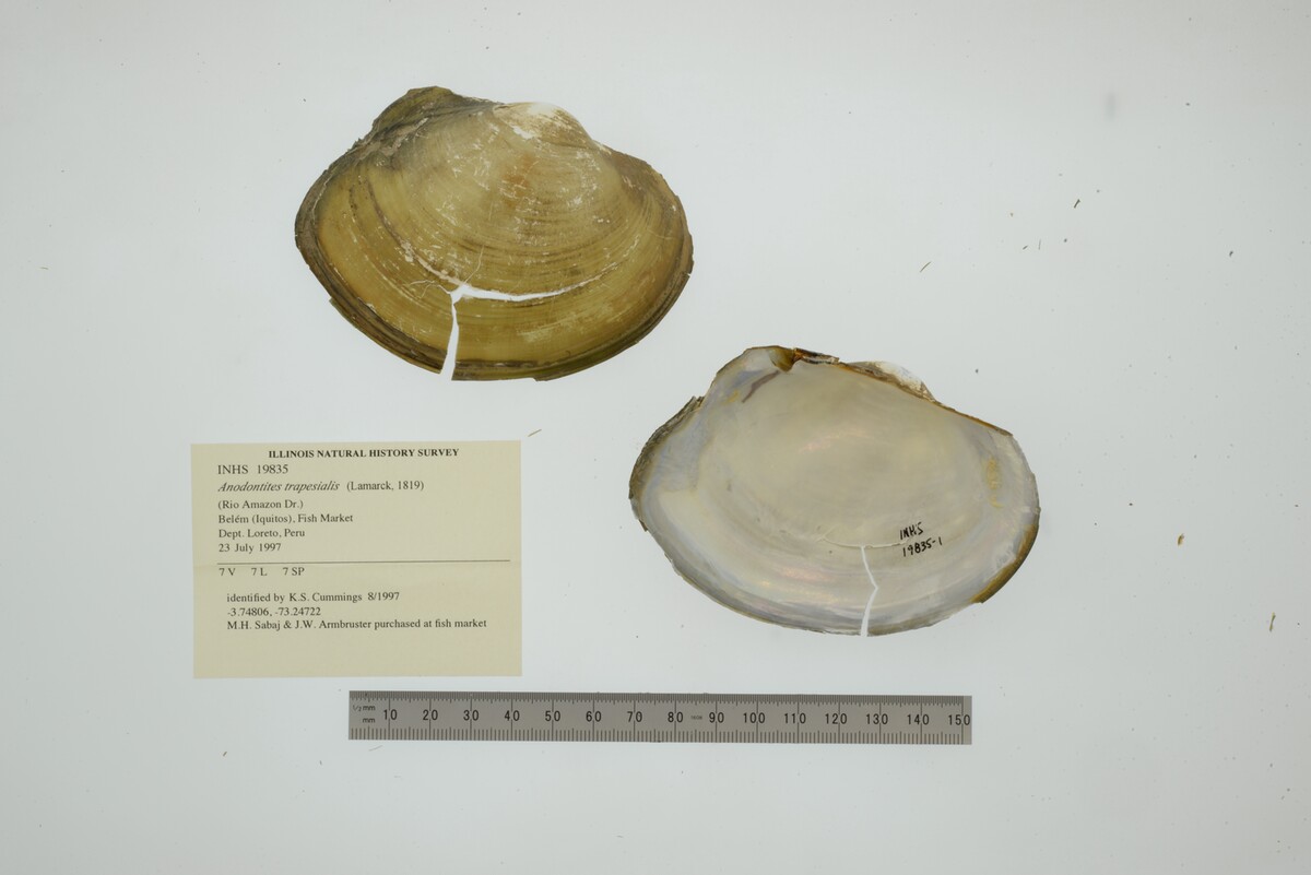 Anodontites trapesialis image