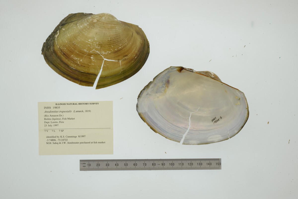 Anodontites trapesialis image
