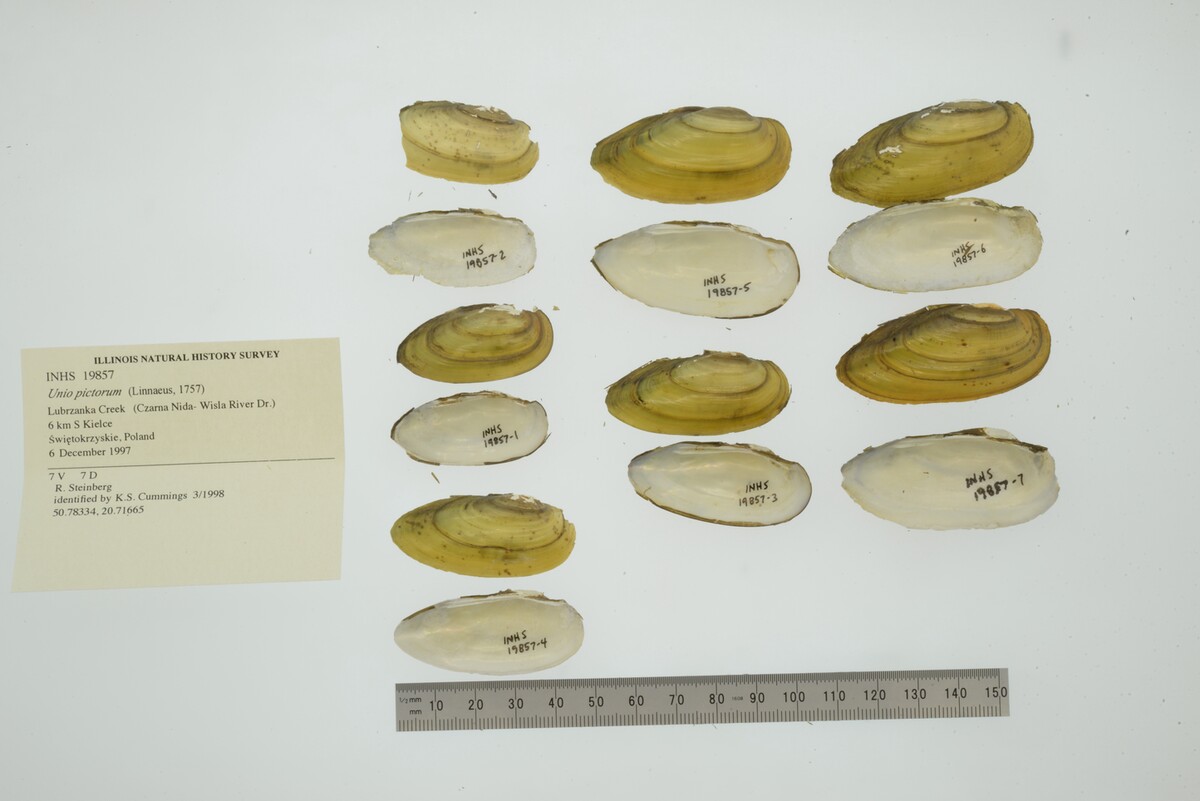 Unio pictorum image