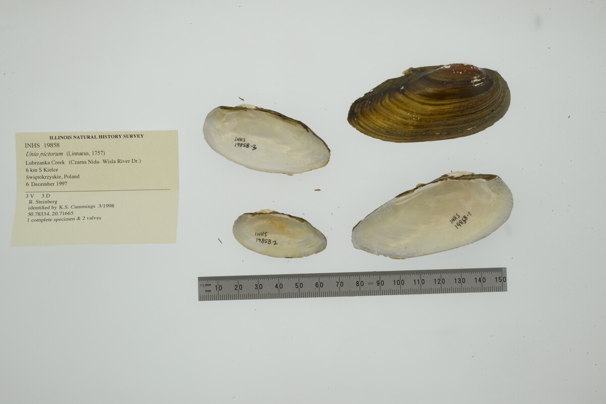 Unio pictorum image