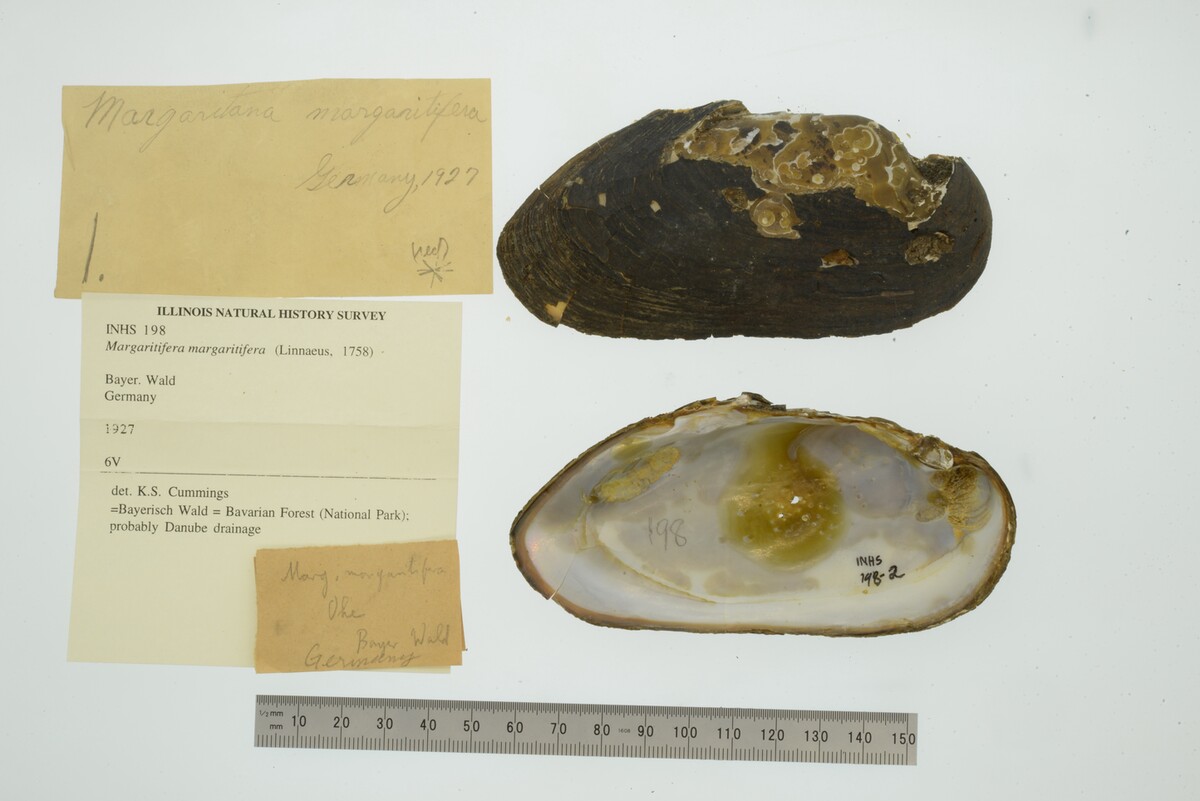 Margaritifera margaritifera image