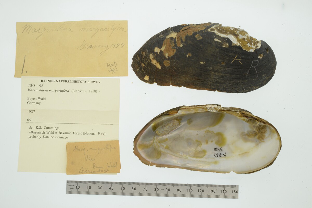 Margaritifera image