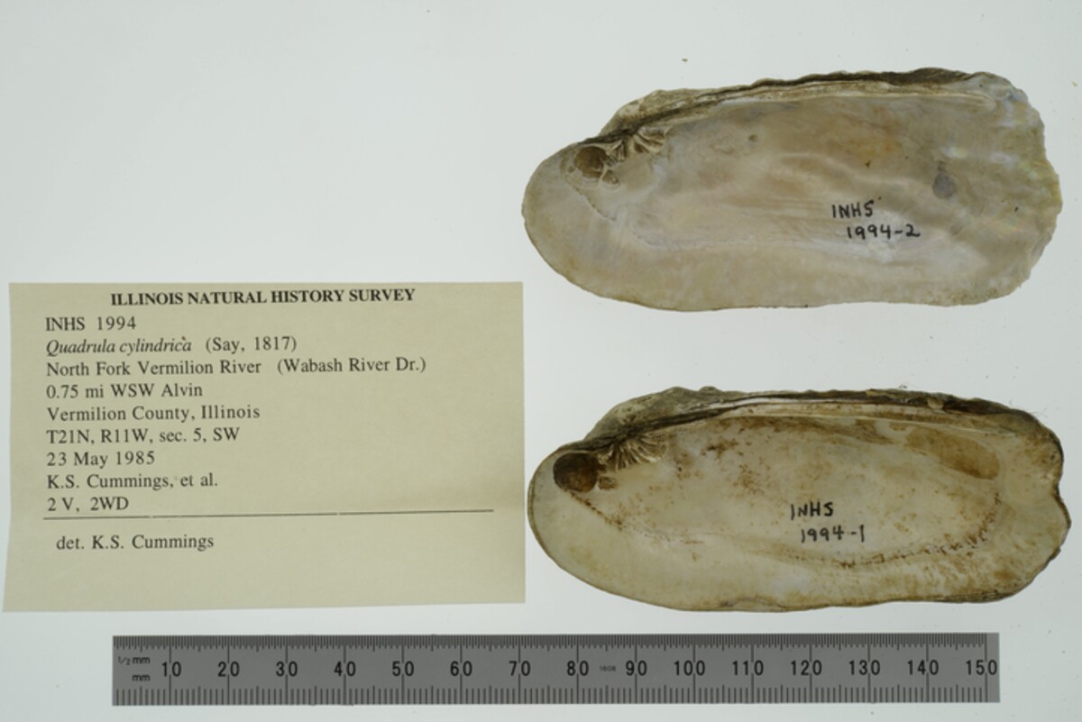 Theliderma cylindrica image