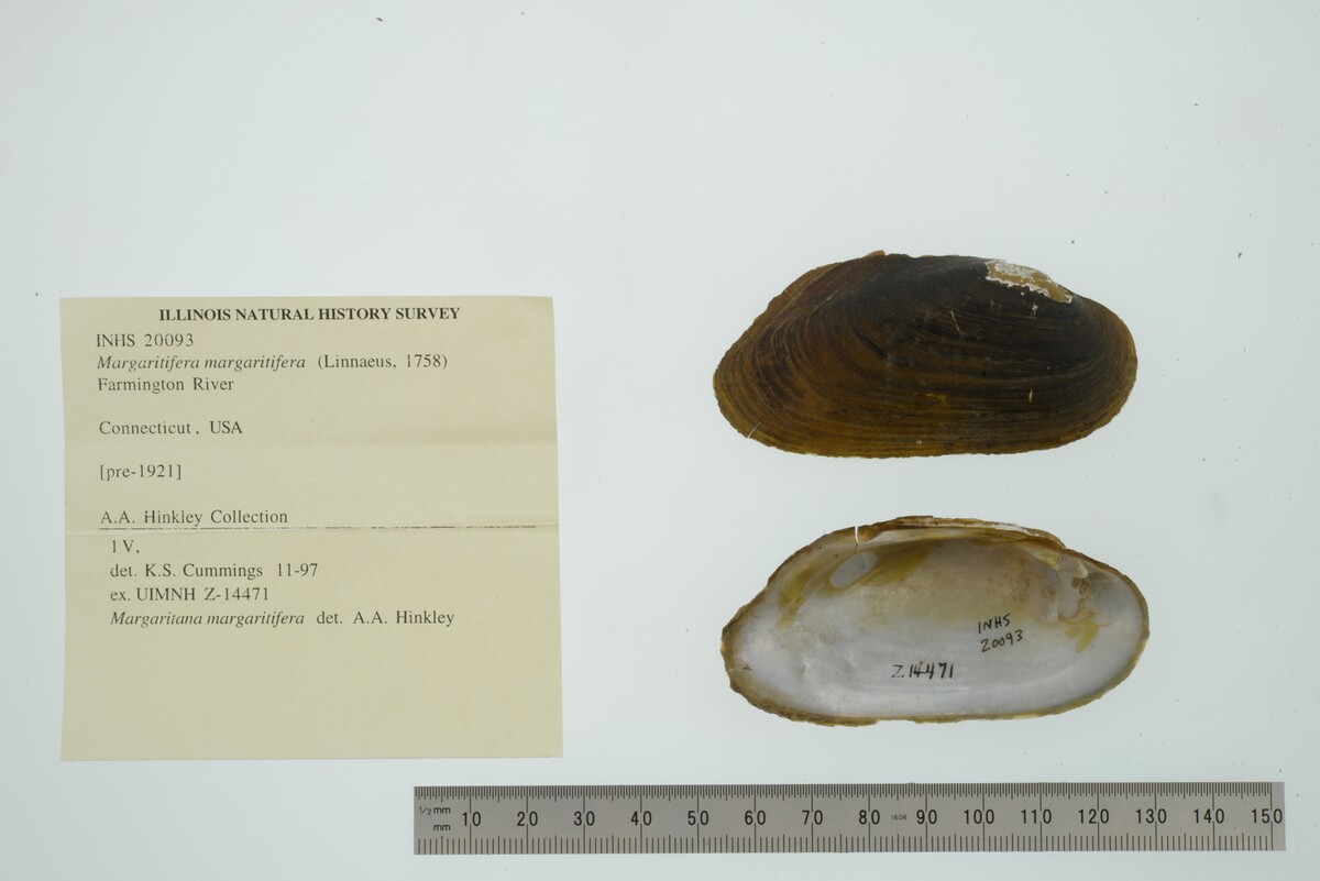 Margaritifera margaritifera image
