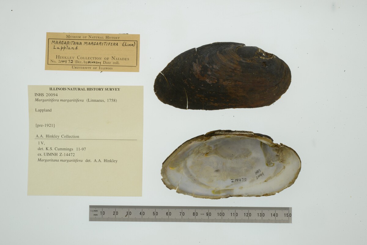 Margaritifera margaritifera image