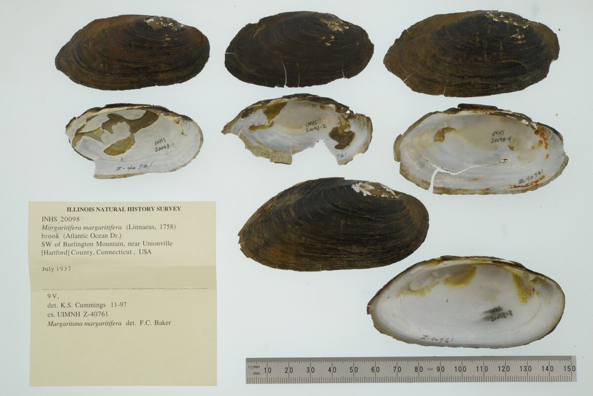 Margaritifera margaritifera image