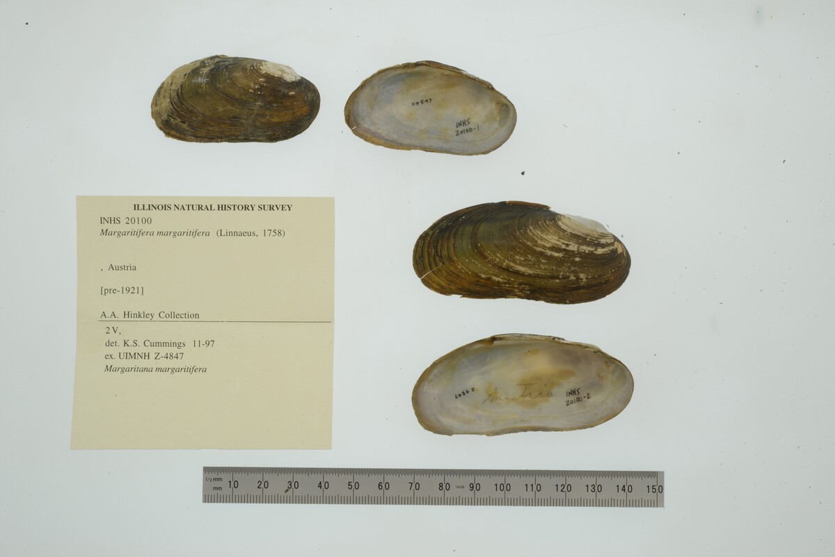 Margaritifera margaritifera image