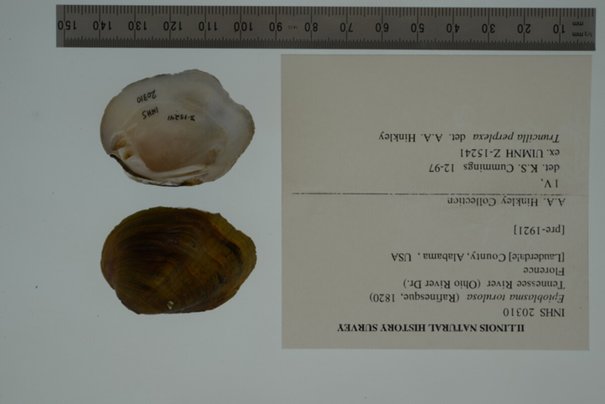Epioblasma torulosa image