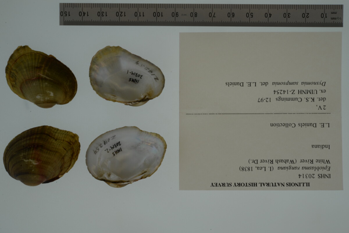 Epioblasma rangiana image