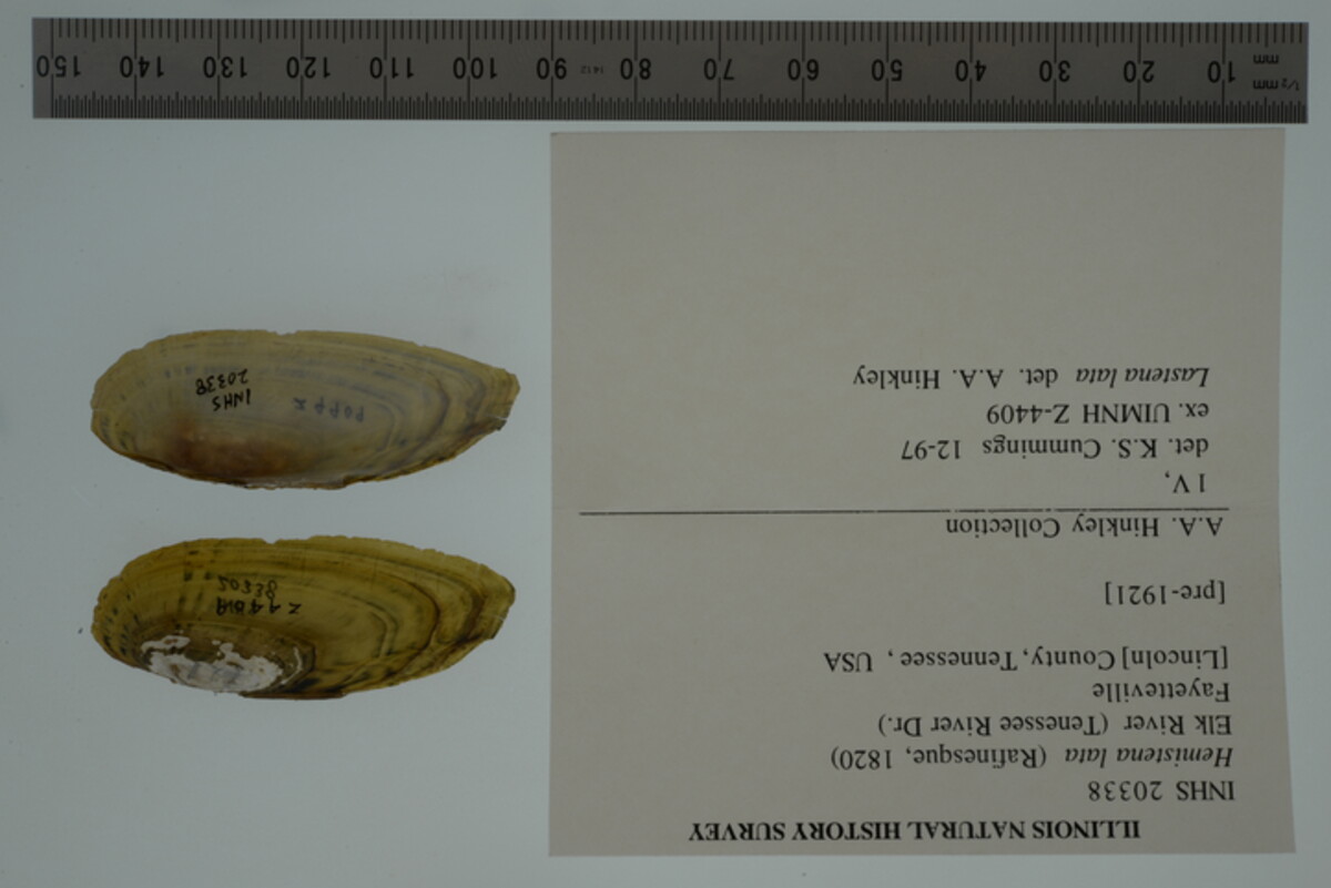 Hemistena lata image