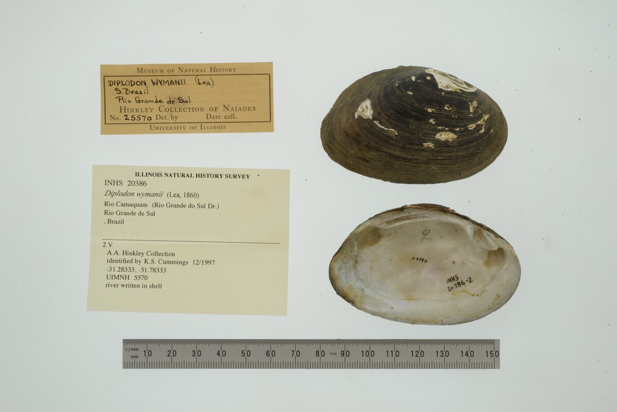 Diplodon wymanii image