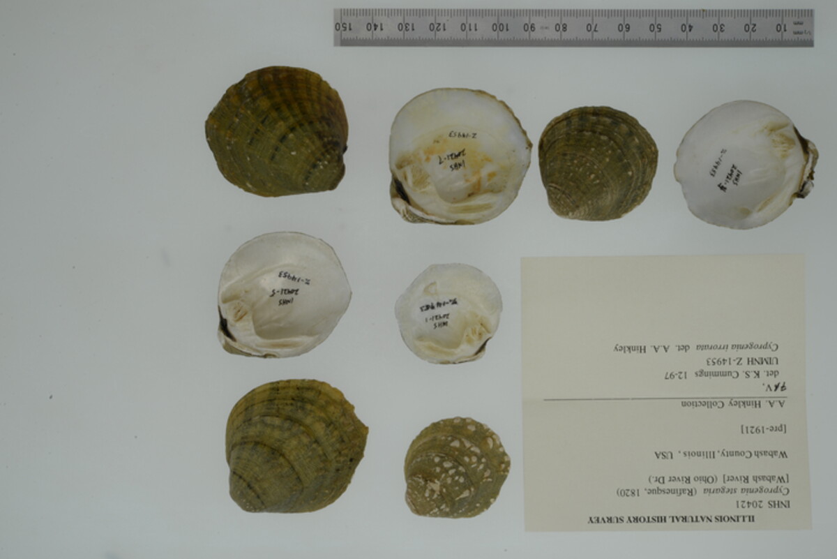 Cyprogenia stegaria image