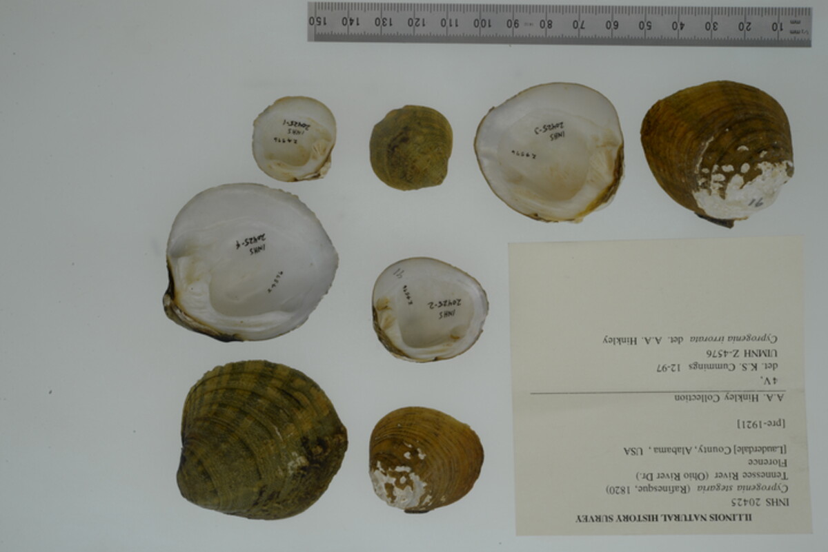 Cyprogenia stegaria image