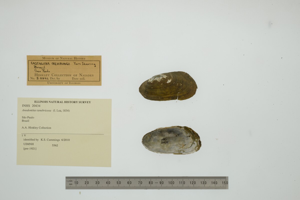 Anodontites tenebricosa image