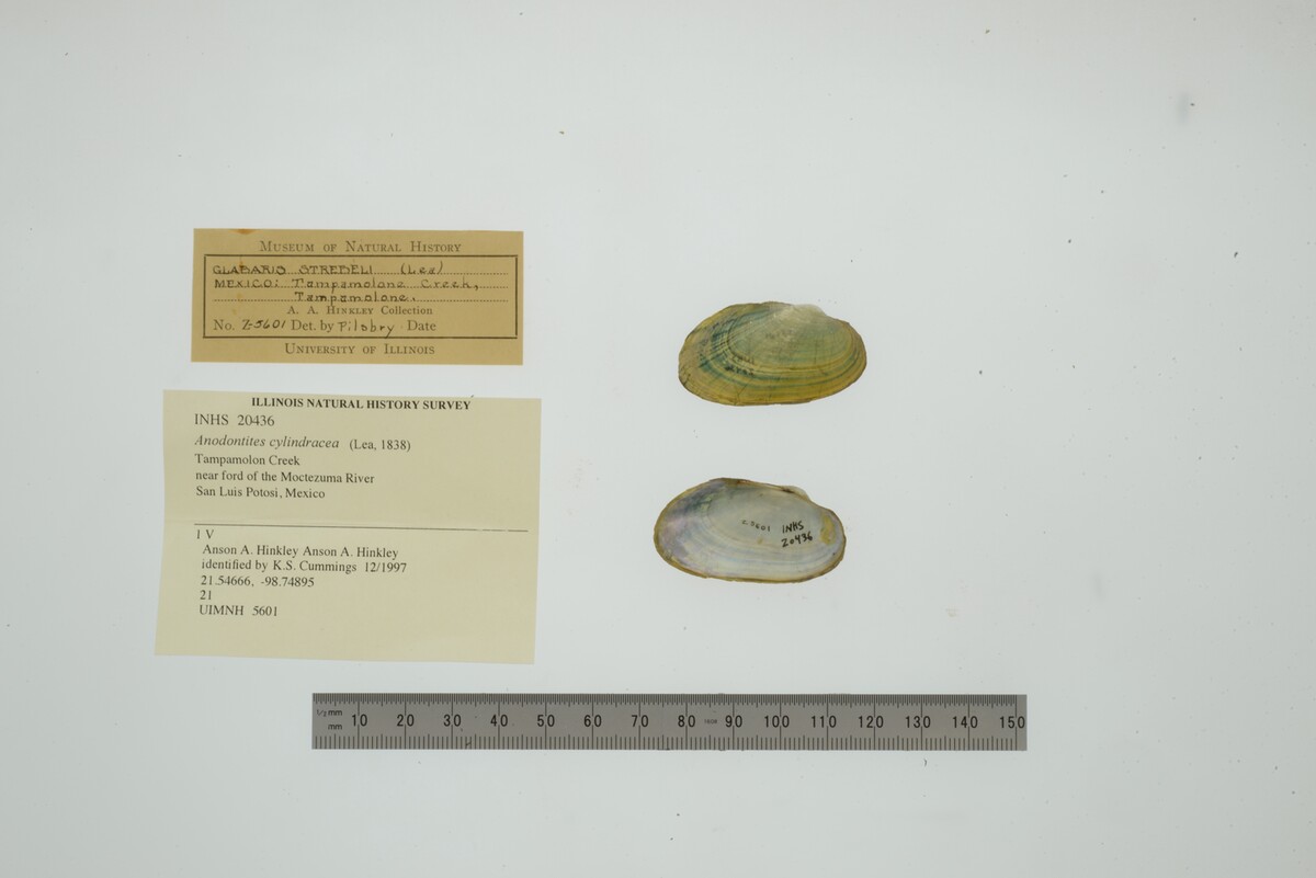 Anodontites image
