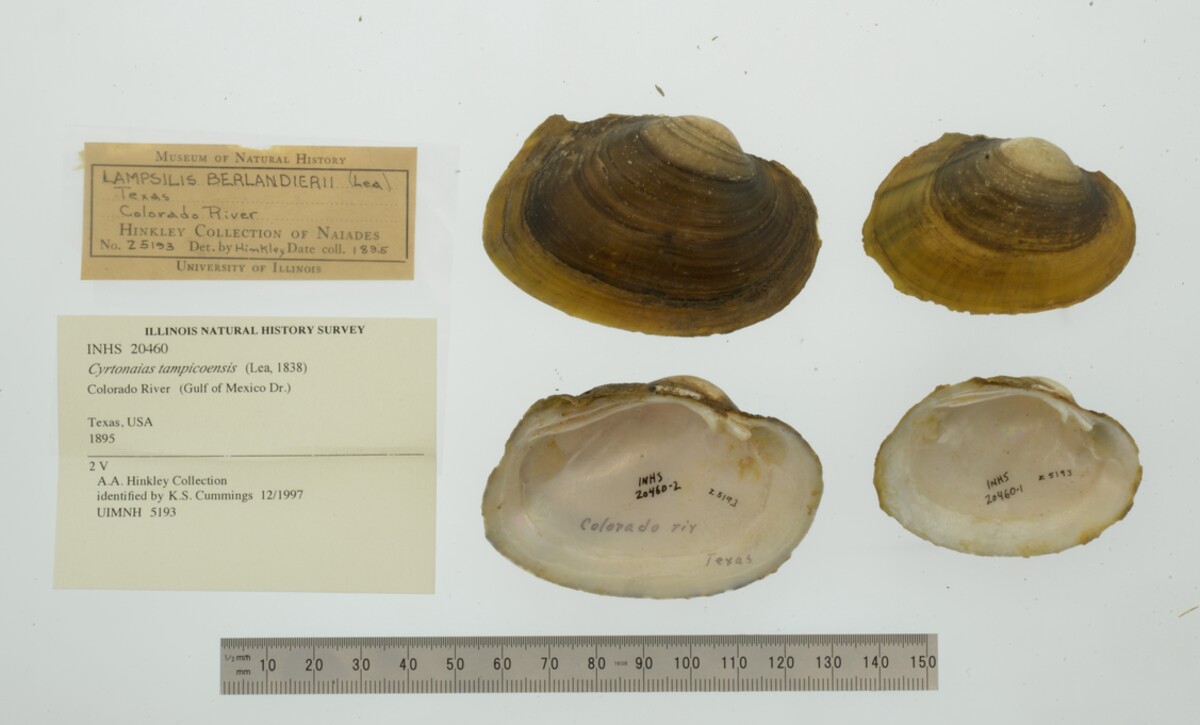 Cyrtonaias tampicoensis image