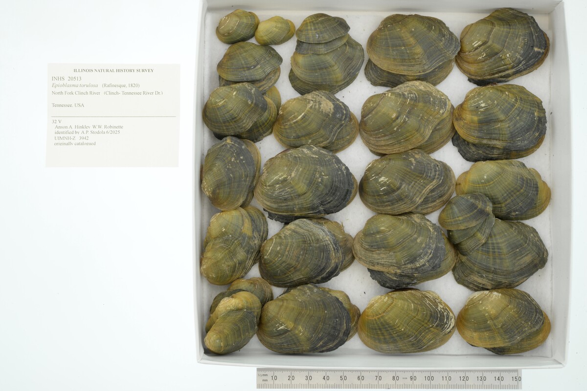 Epioblasma torulosa image