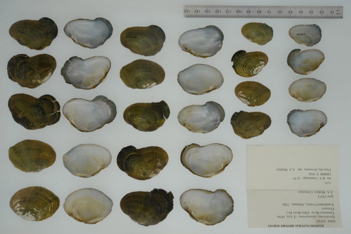 Epioblasma capsaeformis image