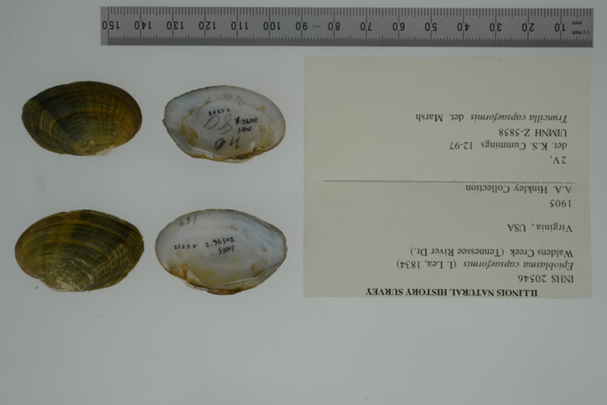 Epioblasma capsaeformis image