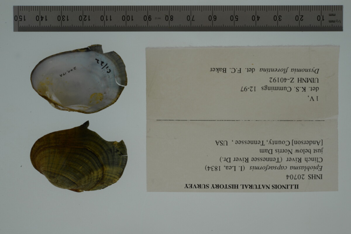 Epioblasma image