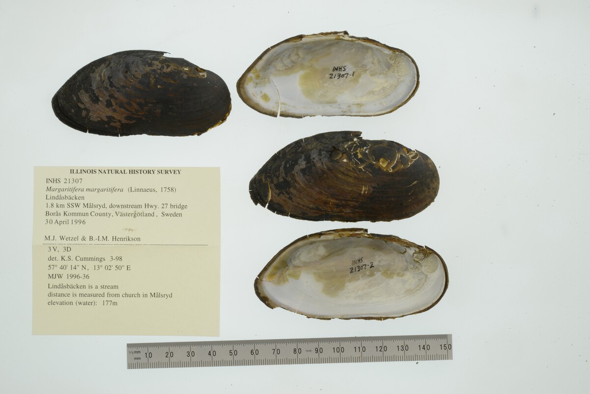 Margaritifera margaritifera image