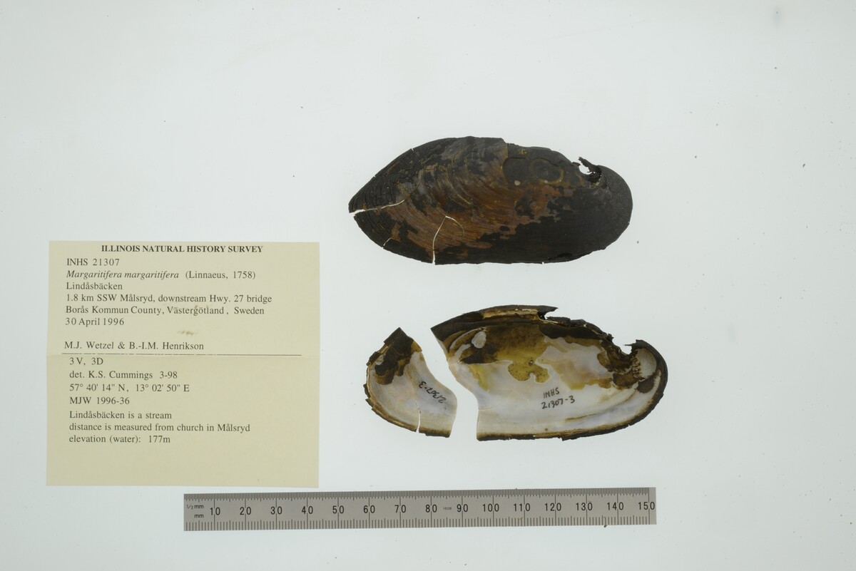 Margaritifera margaritifera image