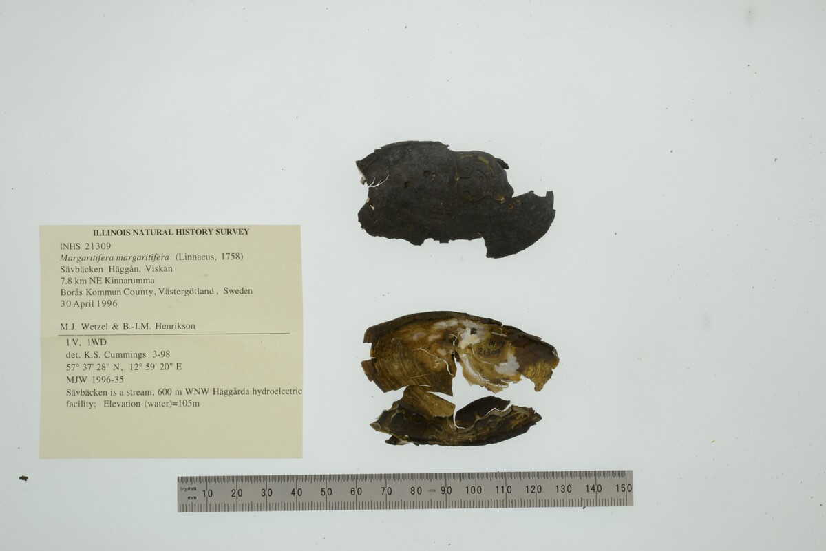 Margaritifera margaritifera image