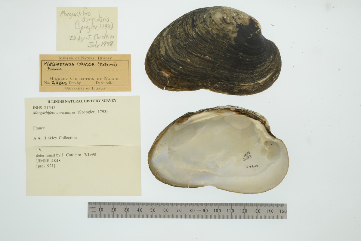Margaritifera auricularia image