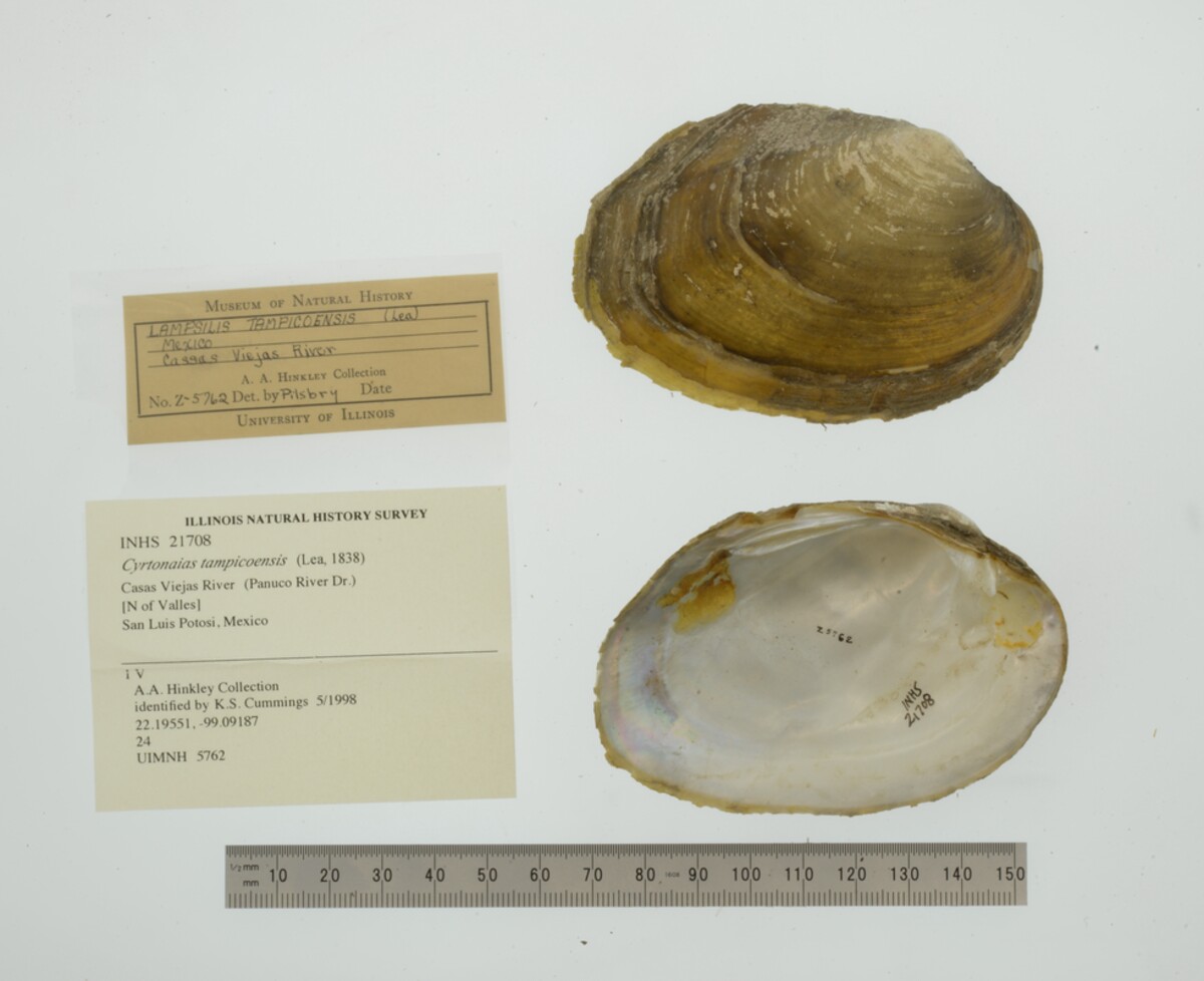 Cyrtonaias image