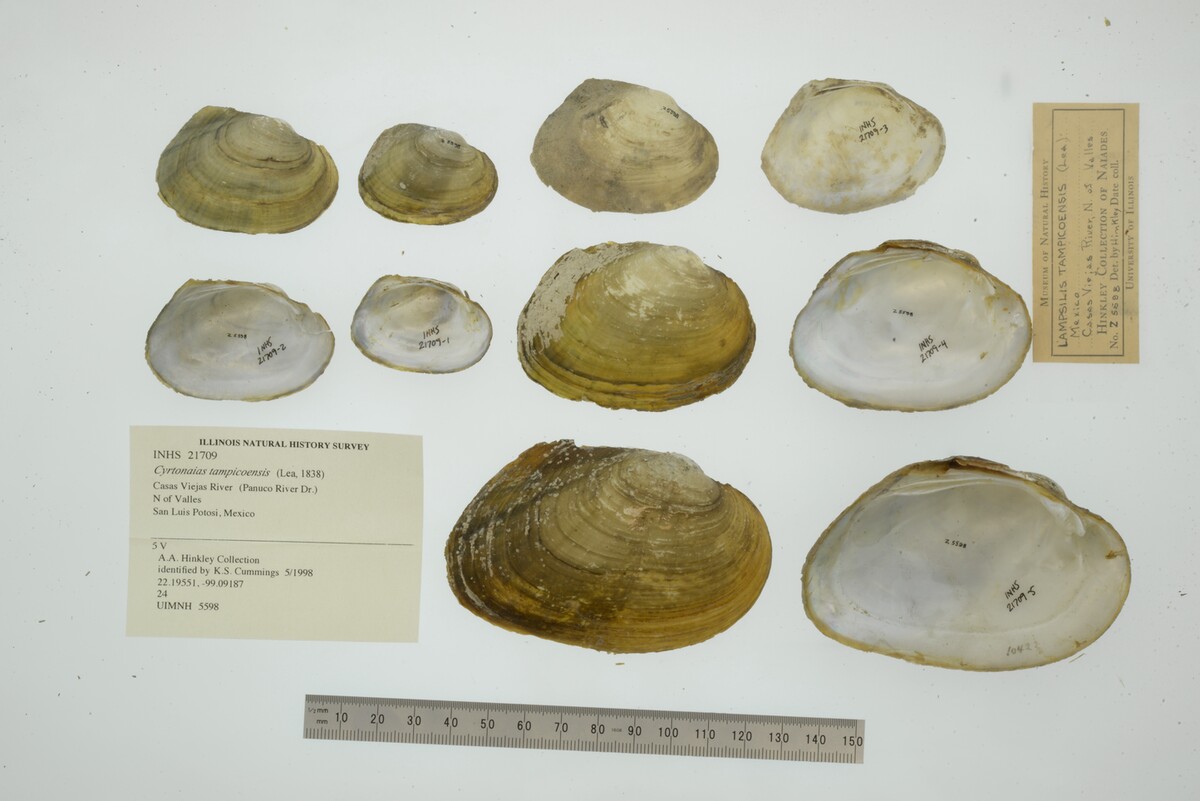 Cyrtonaias tampicoensis image