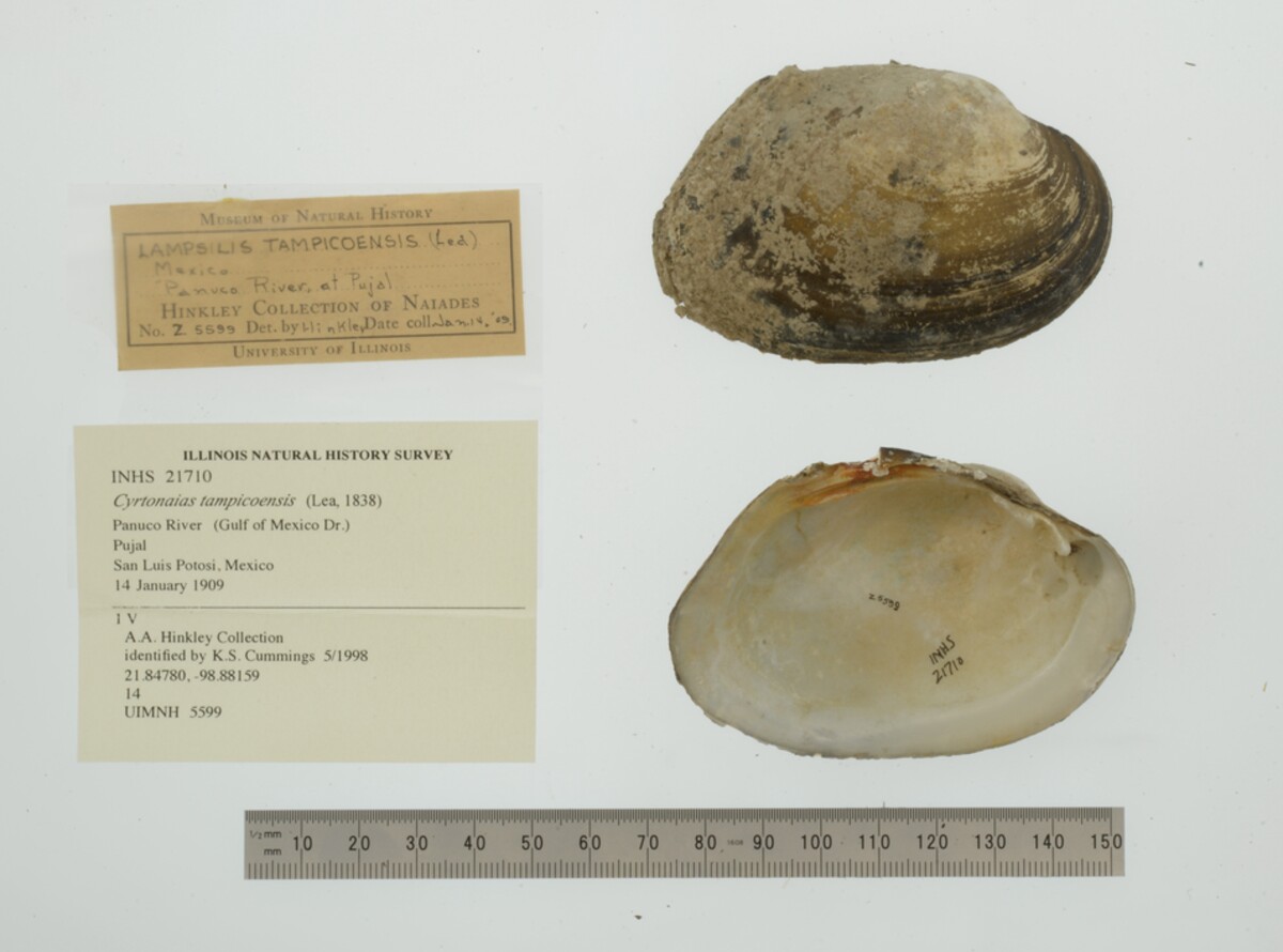 Cyrtonaias tampicoensis image